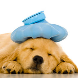 Dog Sicknesses Symptoms & Diagnosis